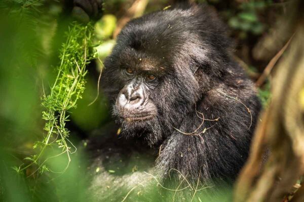 Gorilla Trekking Tour