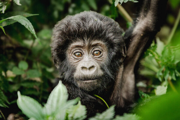Gorilla Trekking Tour