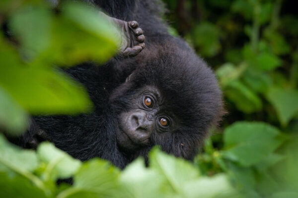 Gorilla Trekking Tour for Women