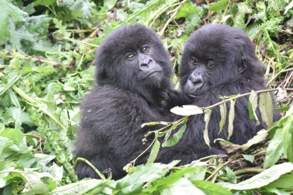 Gorilla Trekking Tour for Women