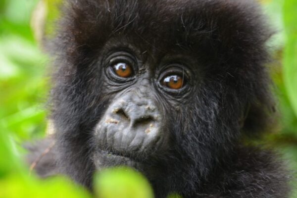 Luxury Gorilla Trekking Package Luxury Gorilla Trekking Package