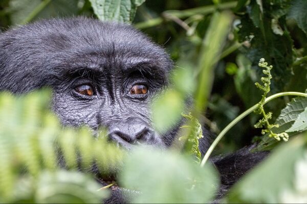 Luxury Gorilla Trekking Tours