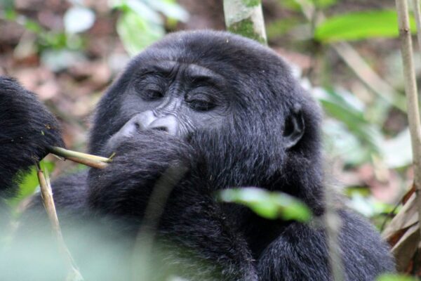 Luxury Gorilla Trekking Tours