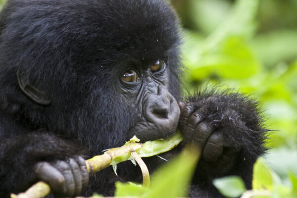 Luxury Gorilla Trekking Tours Luxury Gorilla Trekking Tours