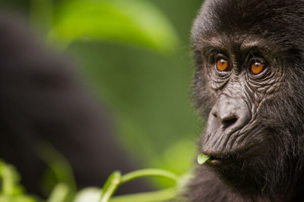 Luxury Gorilla Trekking Tours