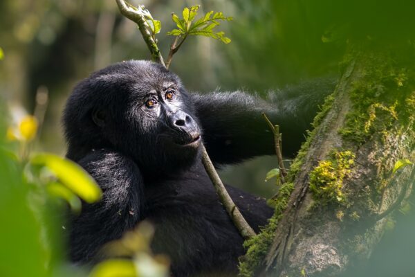 Luxury Uganda Gorilla Trekking Luxury Uganda Gorilla Trekking