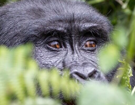 Luxury Gorilla Trekking Tours